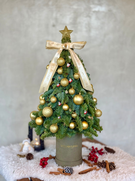 50cm Fresh Christmas Tree